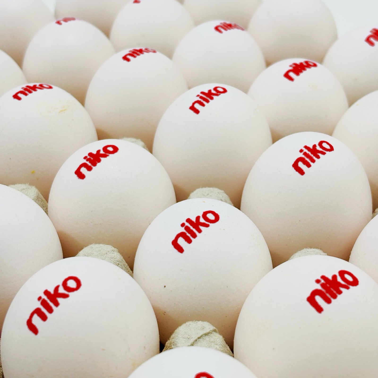 Close-up of NIKO eggs with the red NIKO print